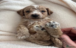 Cockapoo dogs for sale: Cockapoo puppies for sale - Image 5