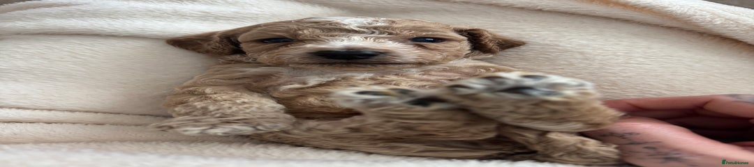 Cockapoo Puppy 5