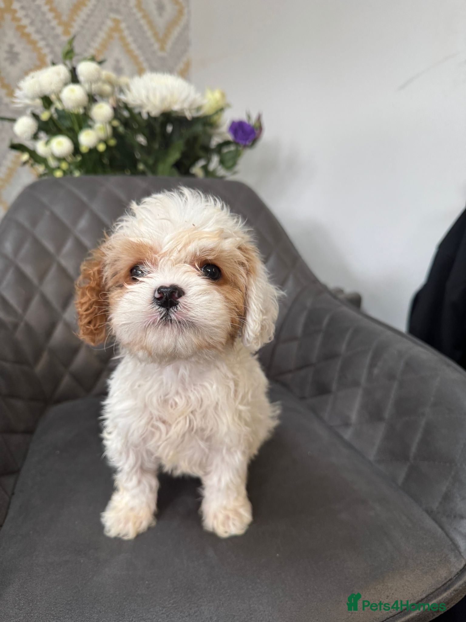 Cavapoo dogs Stunning Cavapoo boy  - Advert 11