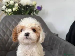 Cavapoo dogs Stunning Cavapoo boy - Advert 11