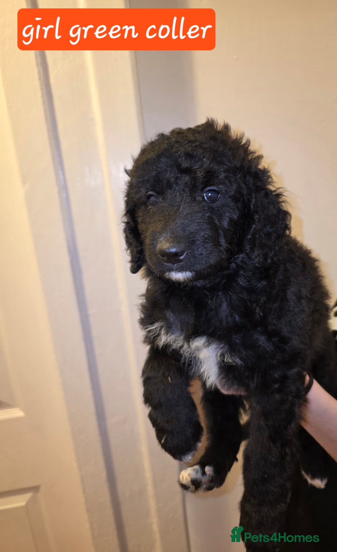 Mixed Breed dogs for sale: Standard poodle  cross - Advert 9