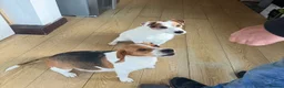 Beagle dogs for sale: Female Beagle 2 Years in Sheffield - Advert 5