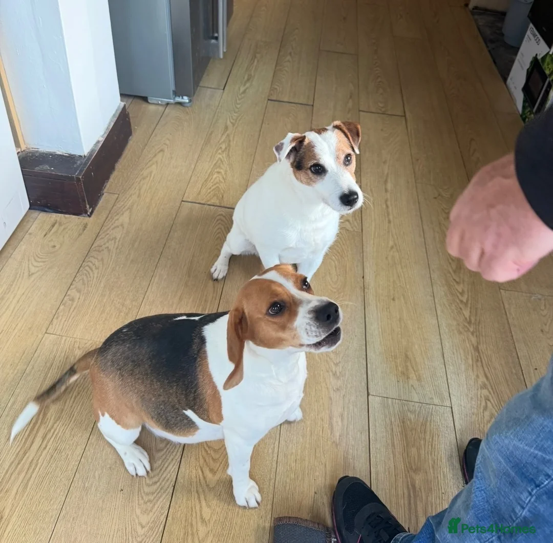 Beagle dogs for sale: Female Beagle 2 Years in Sheffield - Advert 5