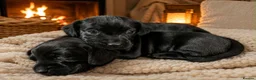 Mixed Breed dogs for sale: Dockers in Lowestoft - Advert 5
