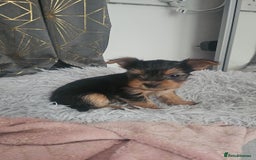 Yorkshire Terrier dogs for sale: Yorkshire terrier (miniature)READY NOW - Image 32