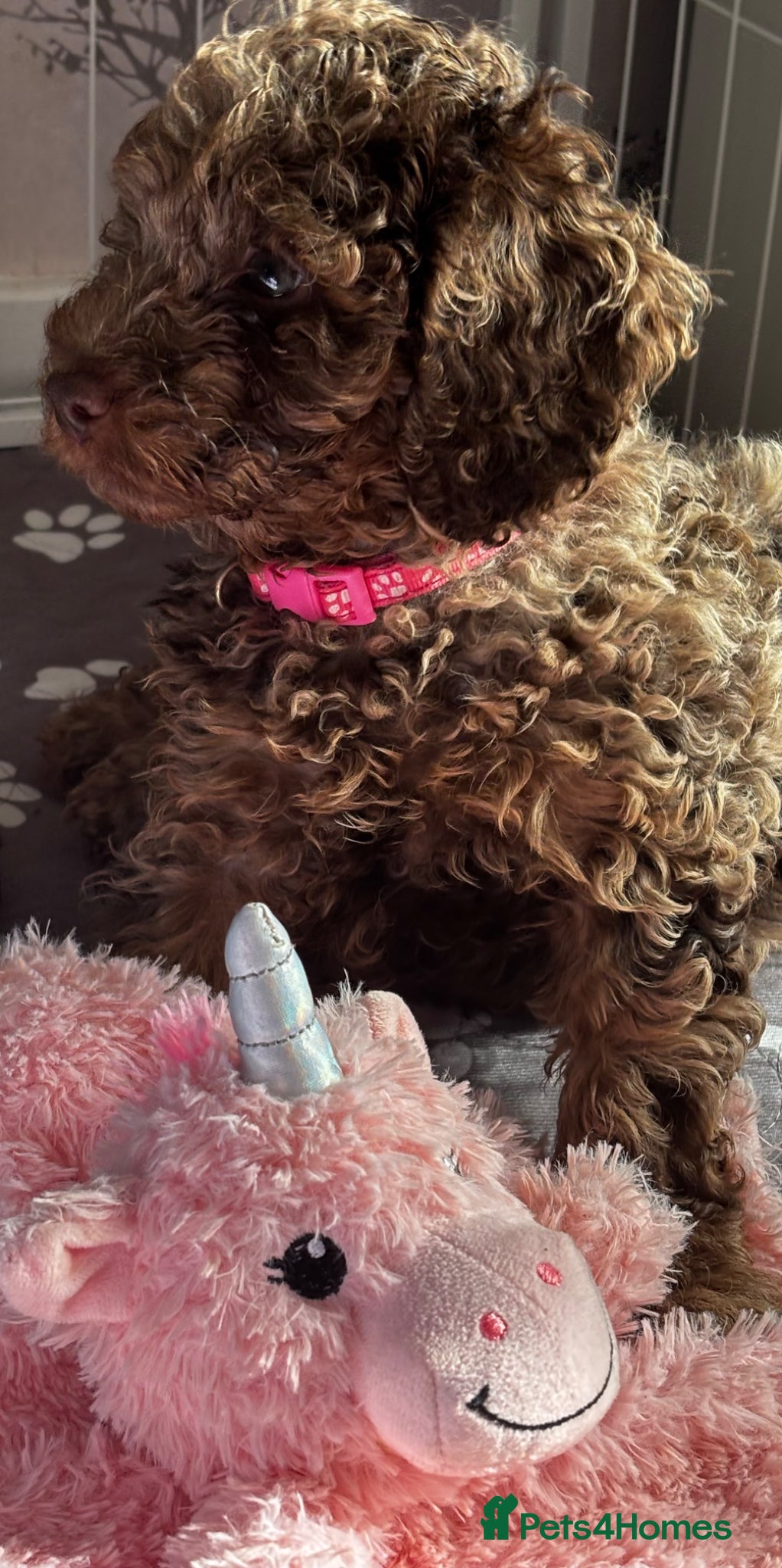 Cockapoo dogs Beautiful merle Cockapoo puppies  - Advert 4