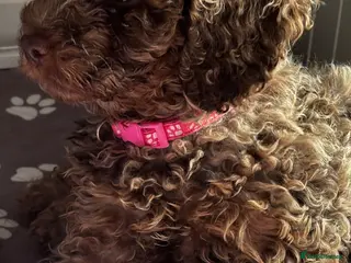 Cockapoo dogs Beautiful merle Cockapoo puppies - Advert 9