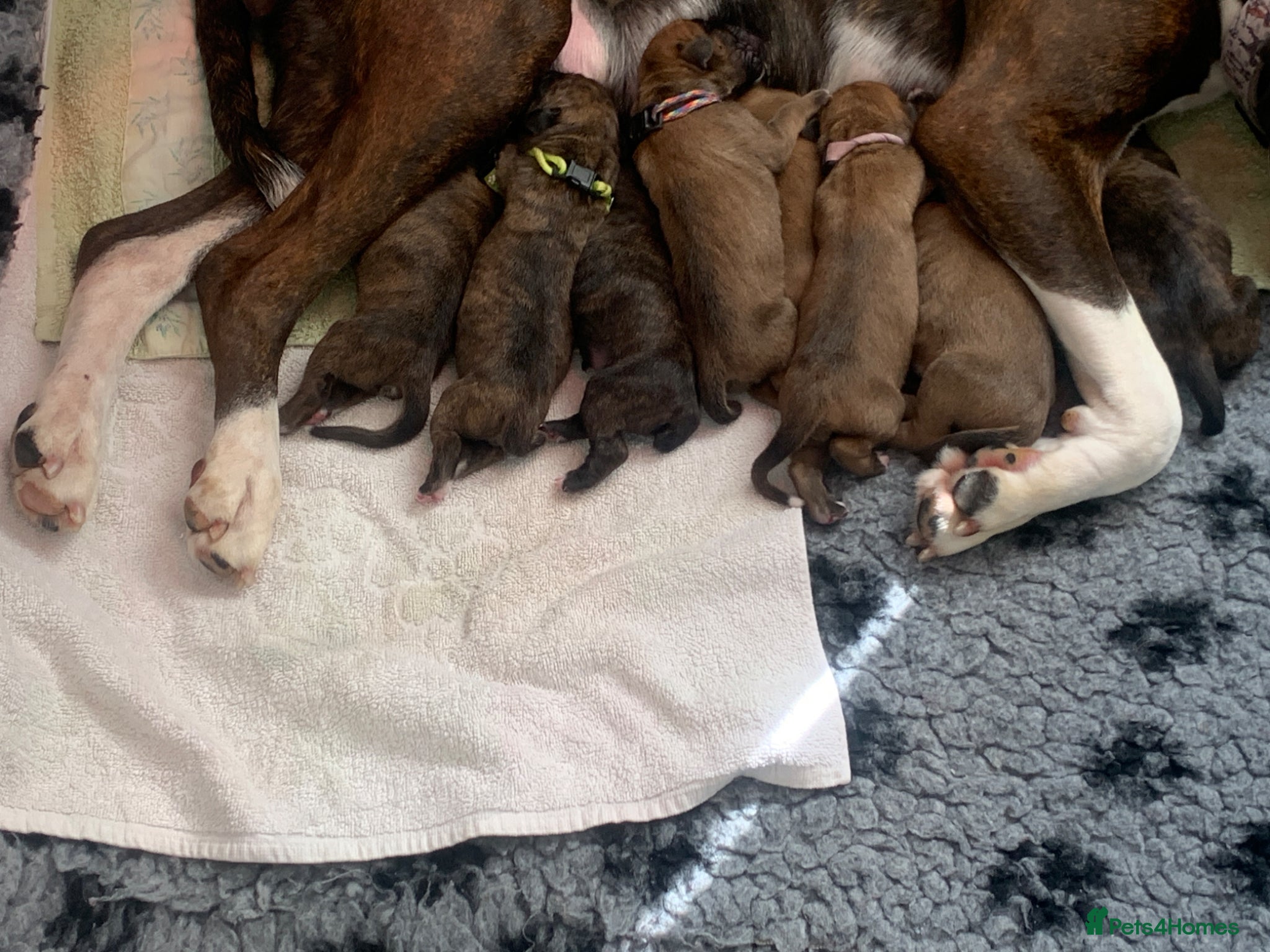 Boxer dogs Pedigree Boxer Puppies for Sale  - Advert 2