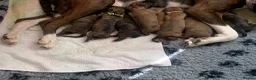 Boxer dogs for sale: Pedigree Boxer Puppies for Sale  in Barnsley - Advert 1
