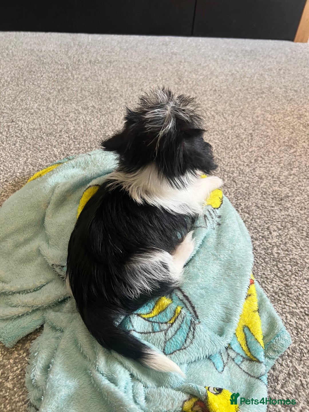 Zuchon dogs for sale: Shihzu x Bichion x Westie - Advert 16