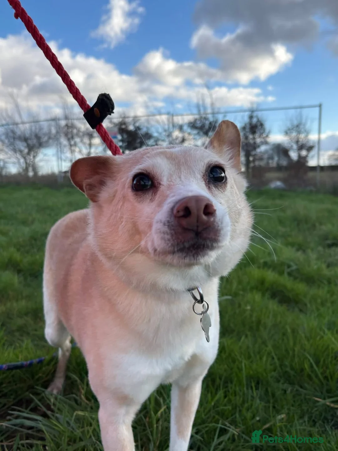 Mixed Breed dogs for adoption: Paddy - Hempnall Norfolk  - Advert 17