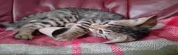 Bengal cats for sale: Bengal Kittens: Princess, Hunter & Friend - Advert 34