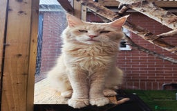 Maine Coon cats for sale: 1 Cream Boy Available. Ready Now.  - Image 17