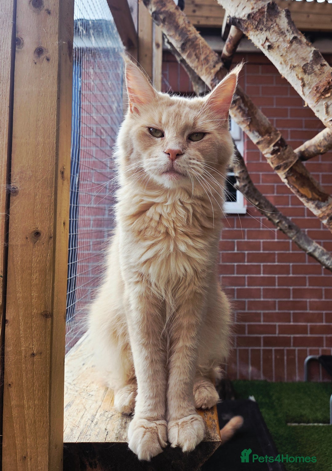 Maine Coon cats for sale: 1 Cream Boy Available. Ready Now.  - Image 17