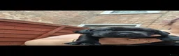 Mixed Breed dogs for sale: Puppys - Advert 3