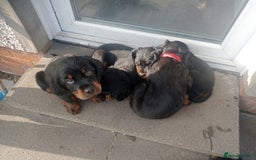 Gordon Setter dogs for sale: Gordon Setter Pups - Image 4