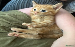 Mixed Breed cats for sale: 2 boy kittens for sale  - Image 3