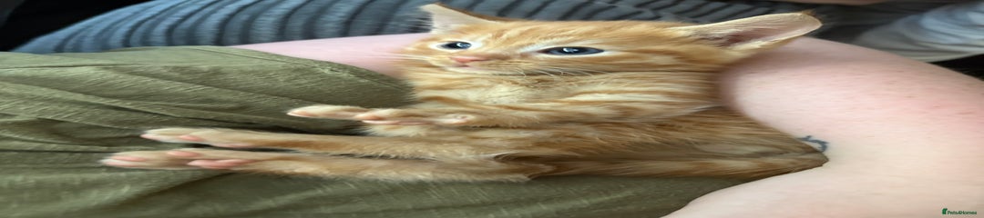 Mixed Breed Kitten 2