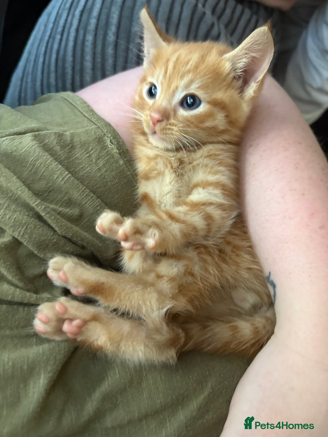 Mixed Breed cats for sale: 2 boy kittens for sale  - Image 3