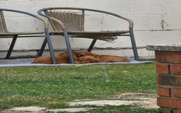 Labrador Retriever dogs for sale: KC Registered Fox Red Labrador Puppies - Image 18