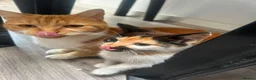 Mixed Breed cats for sale: 3 adorable kittens looking for a new home! - Advert 4