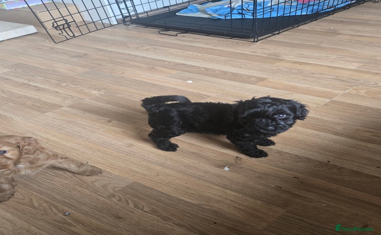 Cockapoo dogs - Advert 10