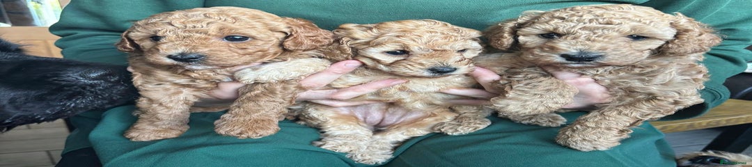 Cockapoo Puppy 1