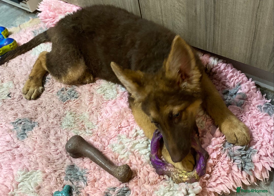 German Shepherd dogs for sale: Liver and tan German shepherds - Image 16