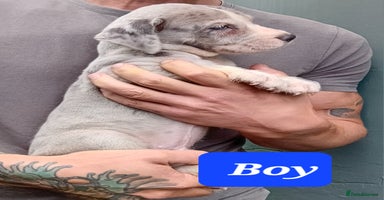 Mixed Breed dogs - Advert 8