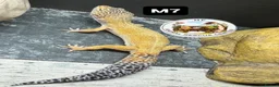 Leopard Gecko reptiles for sale: Available Rescue Looking for Their Forever Homes - Advert 4