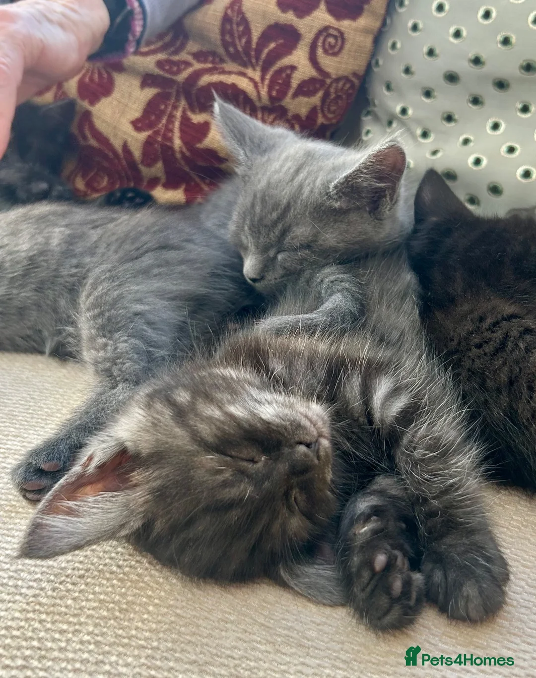 Mixed Breed cats for sale: Weaned and socialised cubs ❤️ in Shrewsbury - Advert 1