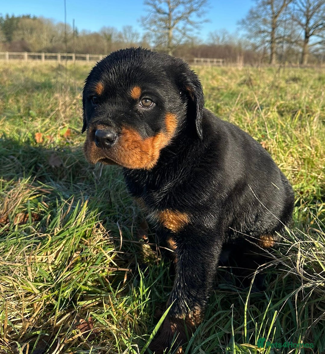 Rottweiler dogs for sale: Stunning chunky Rottweiler puppies - Advert 14
