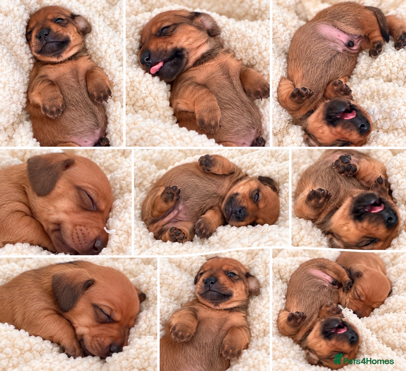 Miniature Dachshund dogs 🤍exceptional KC PRA clear miniature dachshunds   - Advert 1