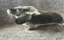 Mini Lop rabbits for sale: 2 female lop bunnies  - Image 2