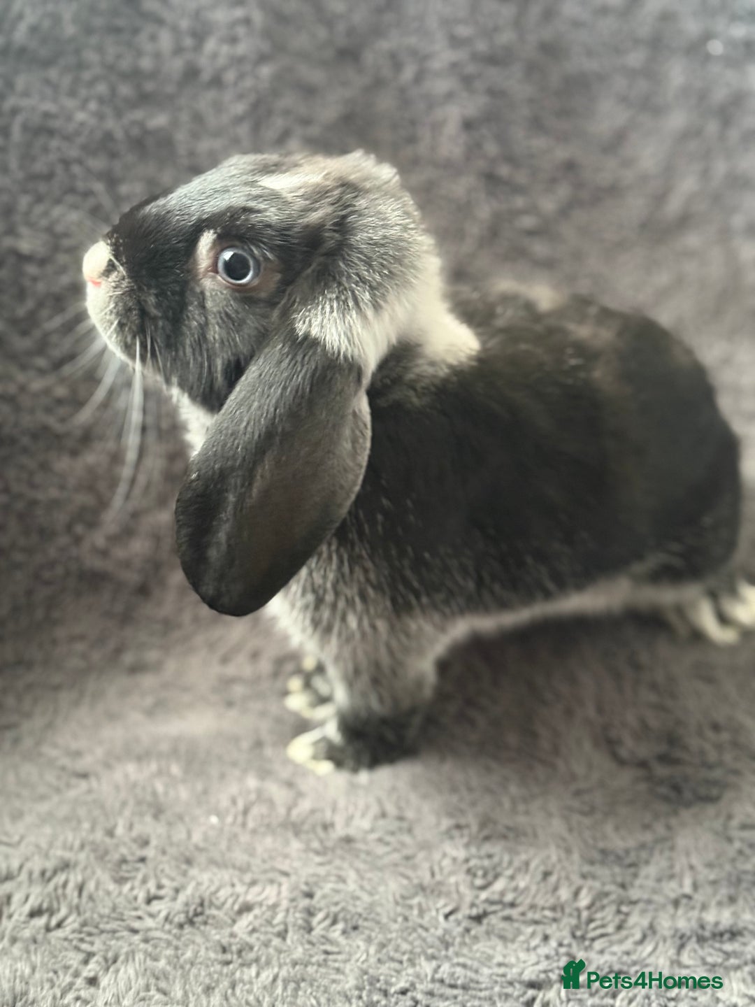 Mini Lop rabbits for sale: 2 female lop bunnies  - Image 2