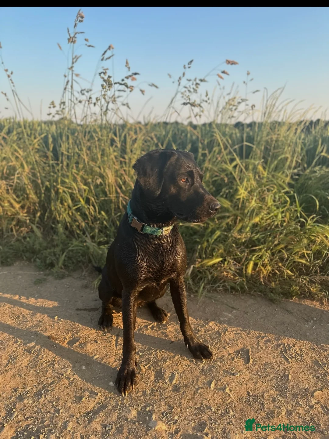 Labrador Retriever dogs for sale: Working labrador puppies for sale - Advert 2