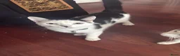 Domestic Shorthair cats for sale: 2 domestic short hair kittens  in Manchester - Advert 3