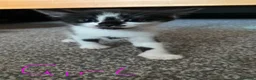 Mixed Breed cats for sale: Mixed breed kittens  - Advert 3