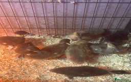 Ducks poultry for sale: 8 ducklings for sale  - Image 2