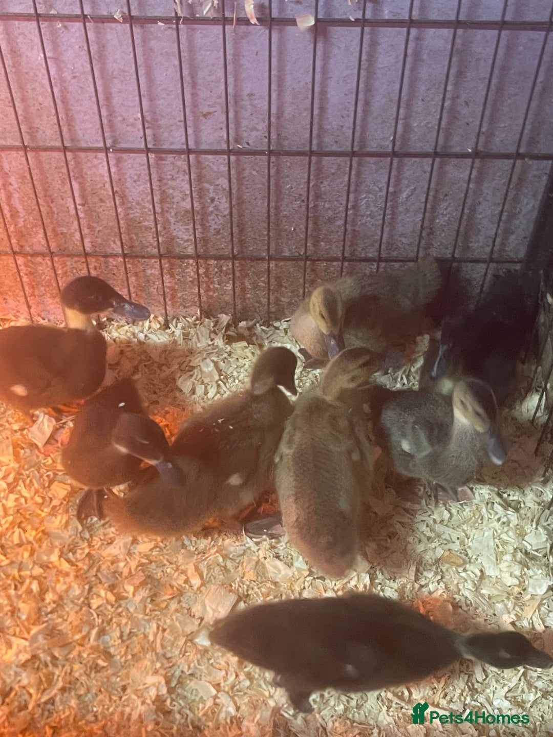 Ducks poultry for sale: 8 ducklings for sale  - Image 2