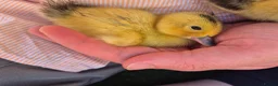 Ducks poultry for sale: Adorable, hand-raised pet ducklings - Advert 7