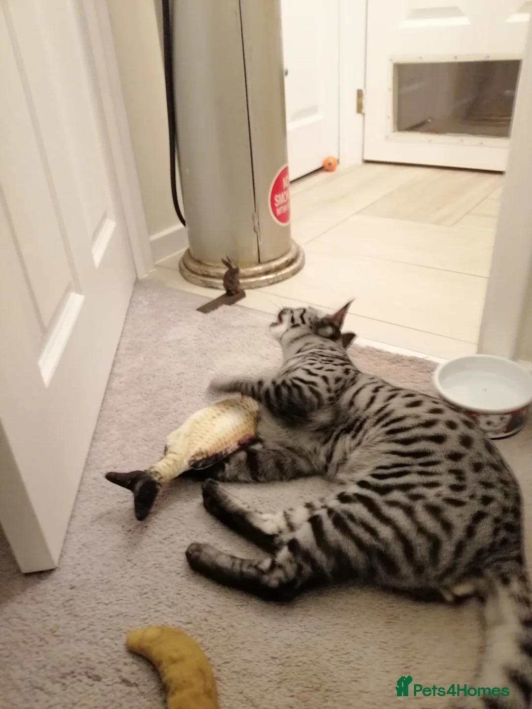 Savannah cats for stud:  silver spotted in Wickford - Advert 3