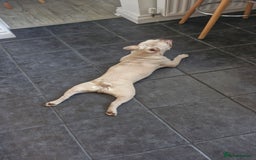 French Bulldog dogs for sale: 9 month old male frenchy - Image 3
