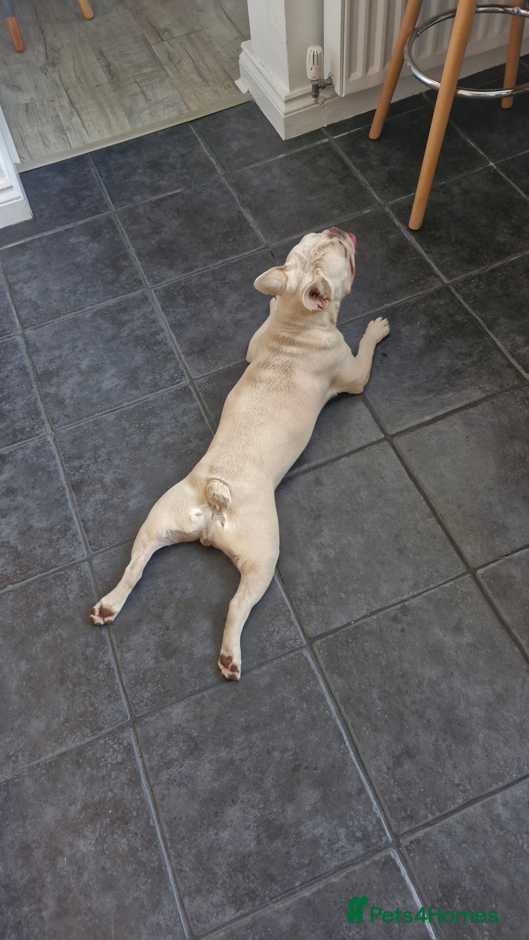 French Bulldog dogs for sale: 9 month old male frenchy - Image 3