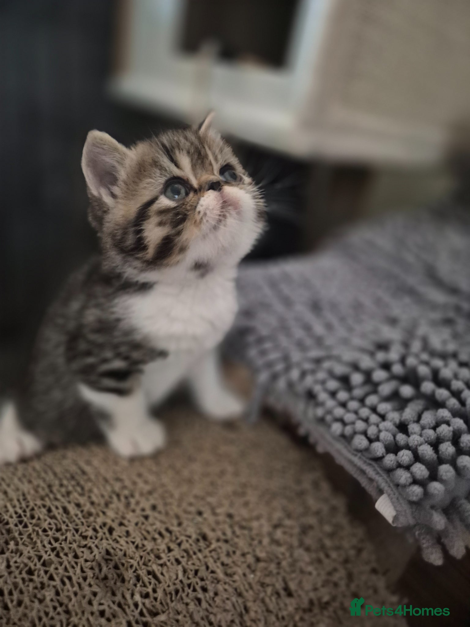 Persian cats Persian and exotics kittens  - Advert 8