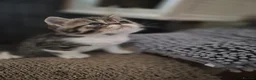 Persian cats for sale: Persian and exotics kittens  - Advert 1