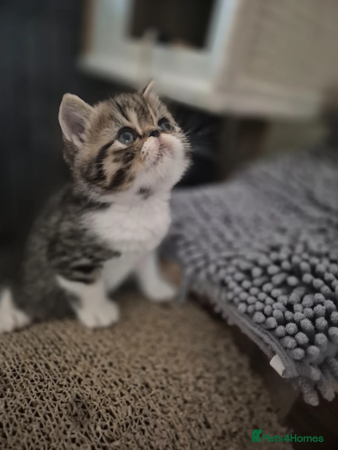 Persian cats for sale: Persian and exotics kittens  - Advert 1