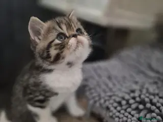 Persian cats Persian and exotics kittens - Advert 8