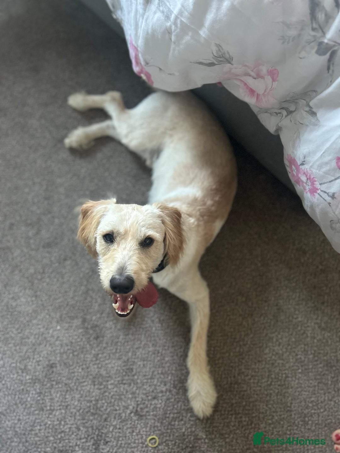 Labradoodle dogs for sale: 10 month old labradoodle buddy  - Image 1