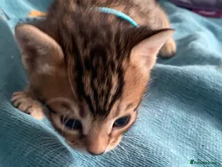 Bengal cats Bengal kittens mix - ready 25/9 - Advert 6